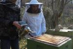 Bienengruppe - Treff auf den Etzwiesen