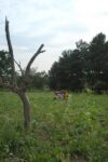Bienenweide Malchen