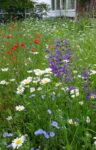 Bunte Blumenwiese im Vorgarten