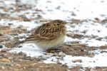 Zugvogelstau in Eis und Schnee