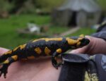 Weidenhaus und Feuersalamander