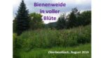 Bienenweide in Ober-Beerbach