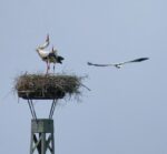 Der Mai in der Landbachaue