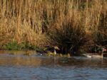 Erster Gänsenachwuchs an der Landbachaue