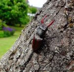 Hirschkäfer in Alsbach