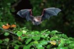 Fledermaus-Monitoring am Waldweiher