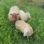 Zurück ins Schöntal !