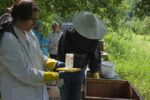 Füttern und Sommerbehandlung