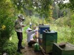 Bienen - Langzeitbehandlung gegen die Varroa-Milbe 
