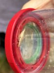 Insekten-Exkursion am NSG Kalksandkiefernwald bei Bickenbach