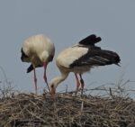 Der April in der Landbachaue