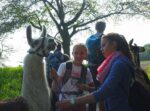 Wandern mit Lamas