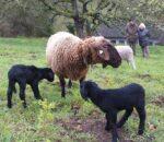 Besuch bei den Wühlmaus-Schäfchen