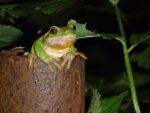 Laubfrosch im Garten
