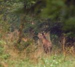 Hirschbrunft im Taunus