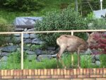 Gartenbesucher