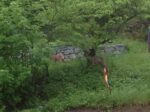 Rehe auf dem NABU Pflegegrundstück Georgenstraße in Seeheim