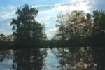 Biber an der Lahn gesichtet