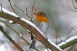 Stunde der Wintervögel vom 4.-6. Januar