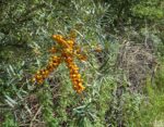 Weidenpflege am Blütenhang Malchen