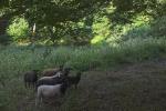 Bei den Schafen auf den Etzwiesen