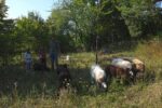 Besuch bei den Schafen in Seeheim