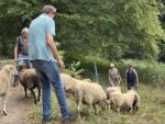 NABU-Schafe weiden auf den Feuchtwiesen an den Märchenteichen bei Seeheim