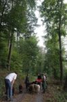 Schafweide an den Märchenteichen