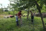 Schafe umstellen mit der Fuchsgruppe