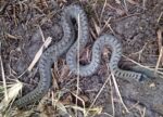 Ringelnatter am Gartenteich 