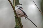 Keine Vögel im Garten?