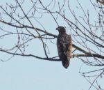 Seeadler an der Landbachaue