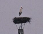 Storch auf Bickenbacher Kirche