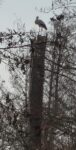 Storch in der Fasanenlache