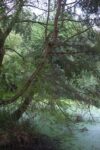 Begehung Mittelbachteich