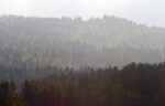 Mehr Waldwildnis