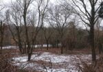 Weiden an der Straba