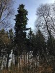 Weisstannenschutz am Melibokus