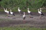 Störche im Ried werden zum Problem?