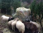 Winterfutter für die NABU-Schafe