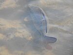 Fischretter gesucht