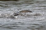 Hochzeit der Wildkarpfen an der Landbachaue