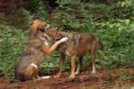 Hände weg vom Wolf!