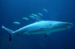 Bürgerinitiative "Kein Indoor-Hai-Aquarium in Pfungstadt" erbittet Spende