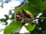 Hornisse fängt Honigbiene