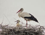 Der Juni an der Landbachaue