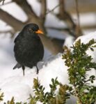 Mitmachen bei der „Stunde der Wintervögel“