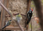 Am Futterhaus zur Stunde der Wintervögel