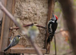 Am Futterhaus zur Stunde der Wintervögel