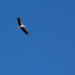 Storchenjahr 2011 in der Landbachniederung